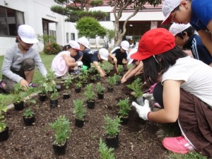 木祖っ子花壇定植